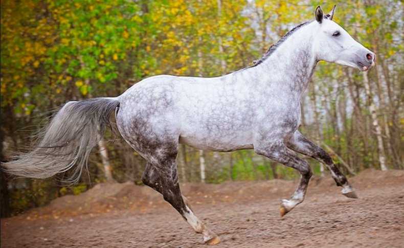 Ахалтекинская лошадь: масти, фото. разведение ахалтекинских лошадей :: syl.ru