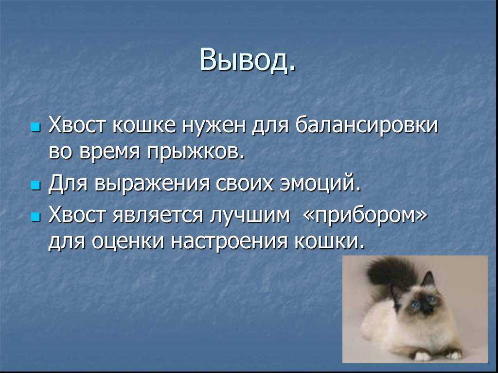 Как объяснить, зачем коту хвост? :: syl.ru