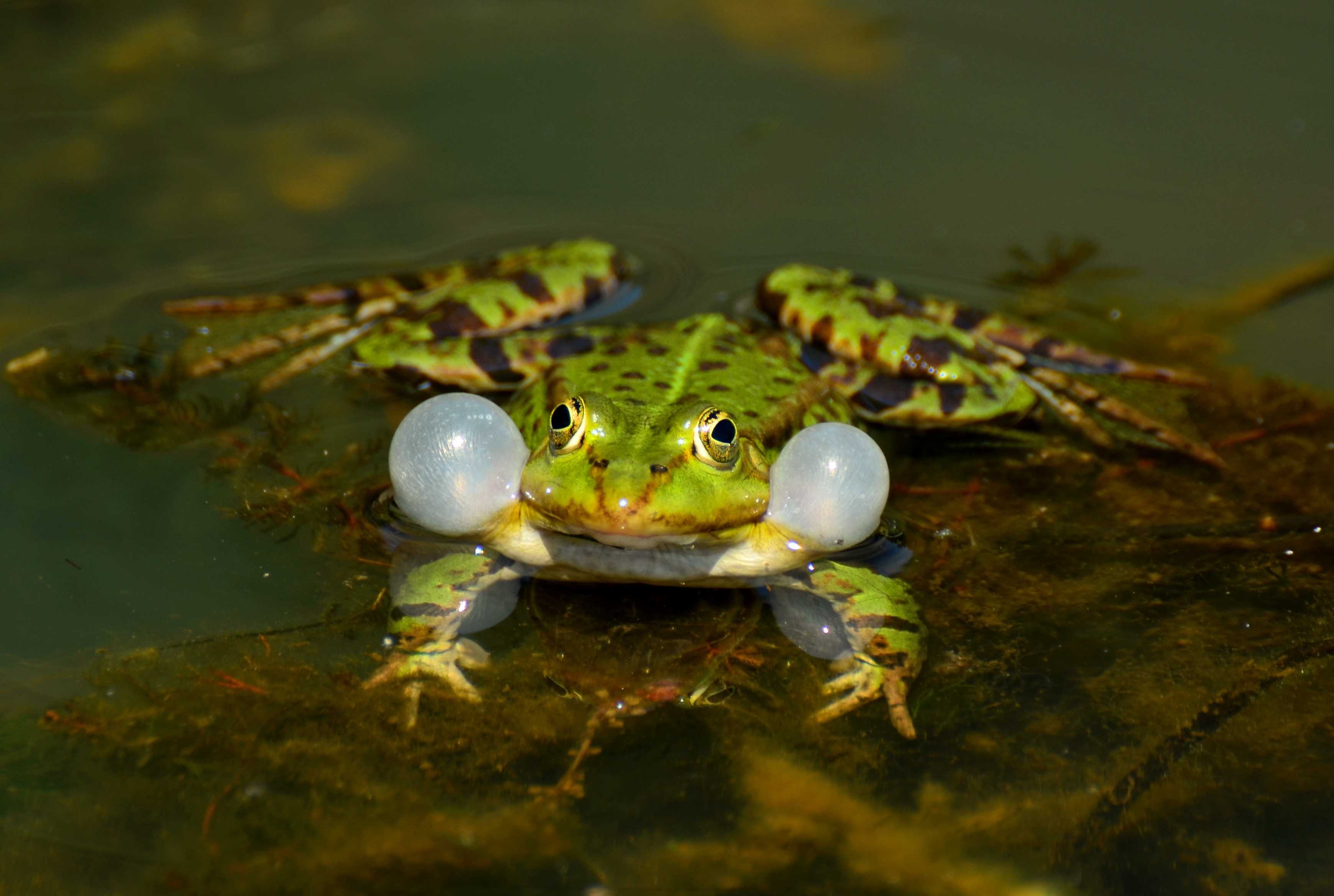 Отряд бесхвостые земноводные: особенности, виды - лягушки, жабы, квакши