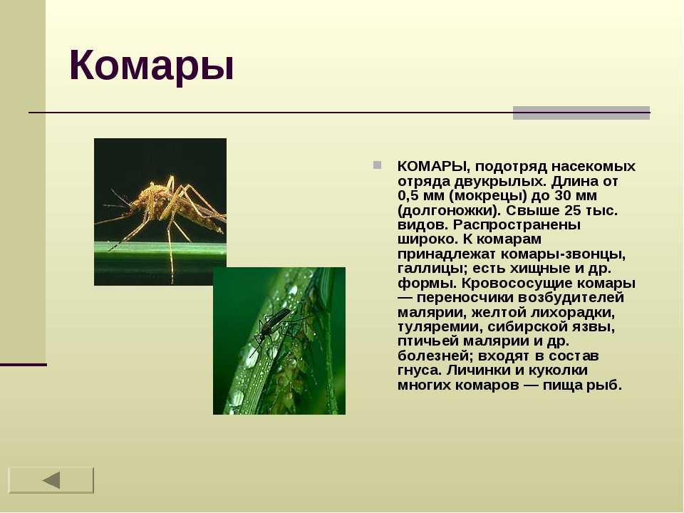 Виды комаров, их особенности, места обитания