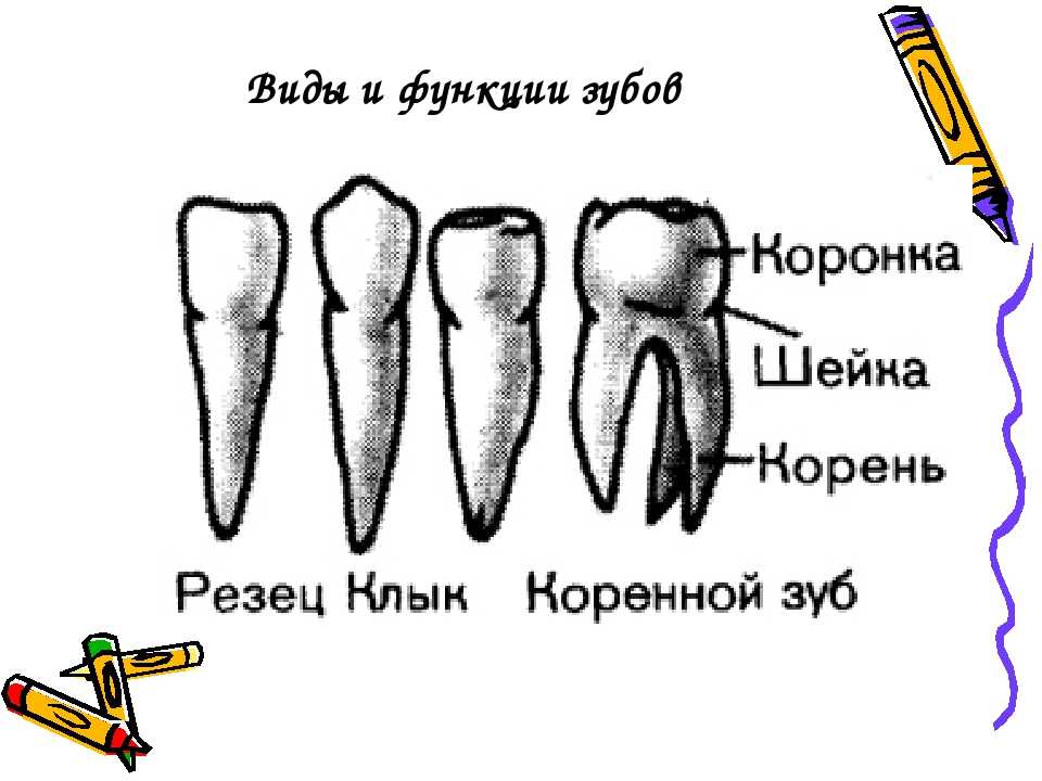 Зубы человека выполняют функцию. Типы зубов моляры премоляры. Строение зубов резцов. Строение зубов резцы клыки. Зубы резцы клыки моляры.