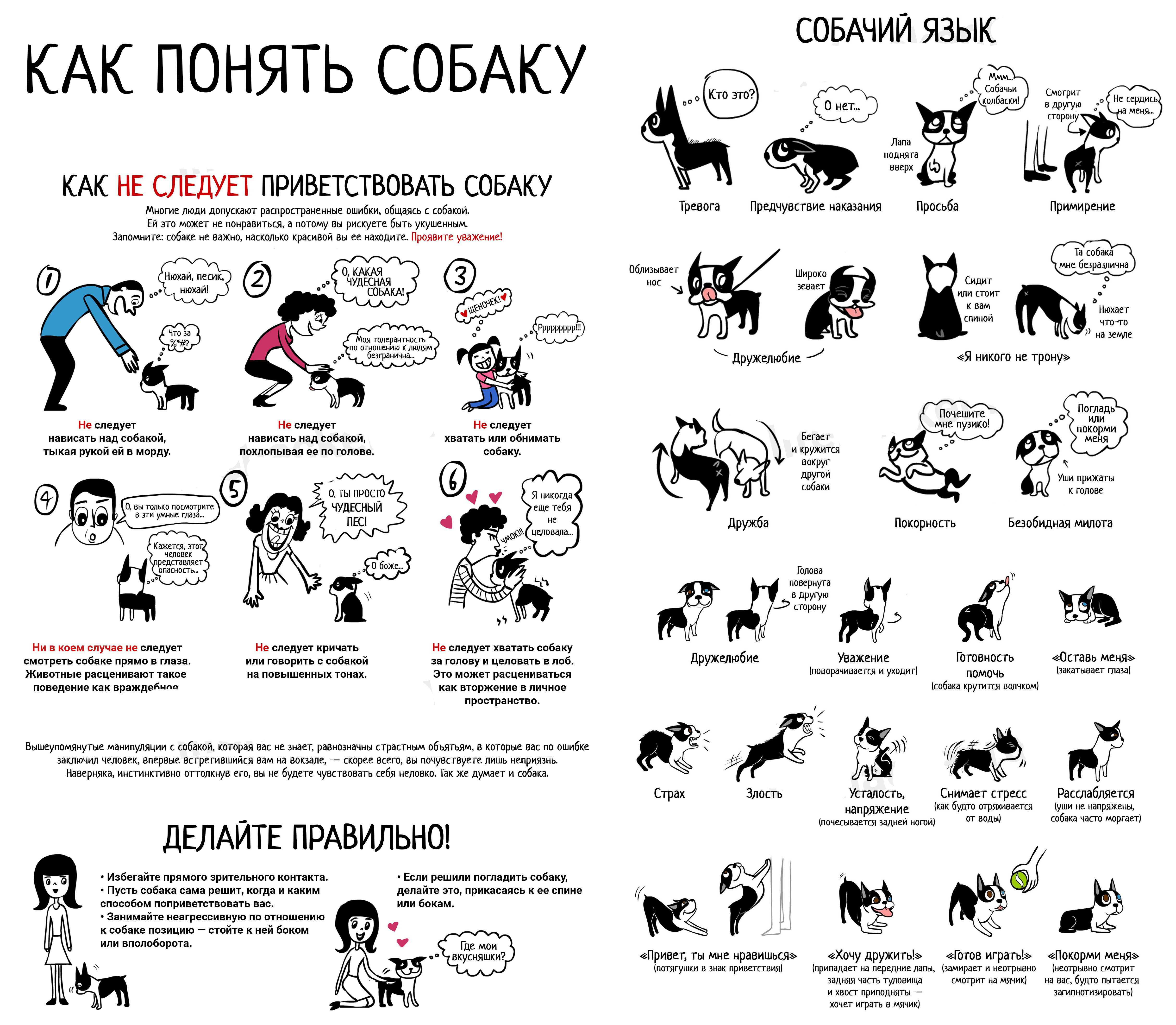 ᐉ как пользоваться свистком для собак - ➡ motildazoo.ru
