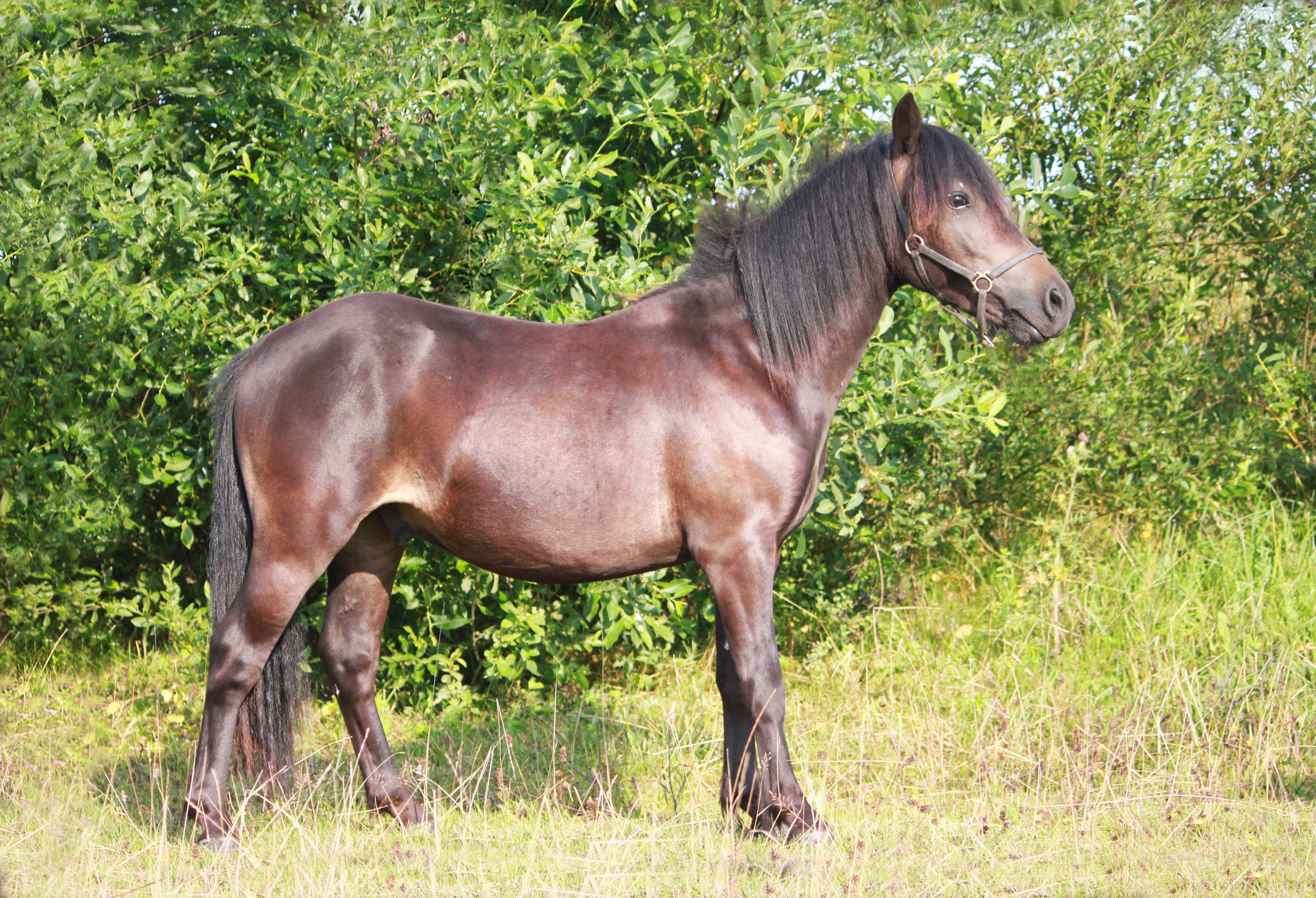 Карликовая лошадь: породы мини-лошадей