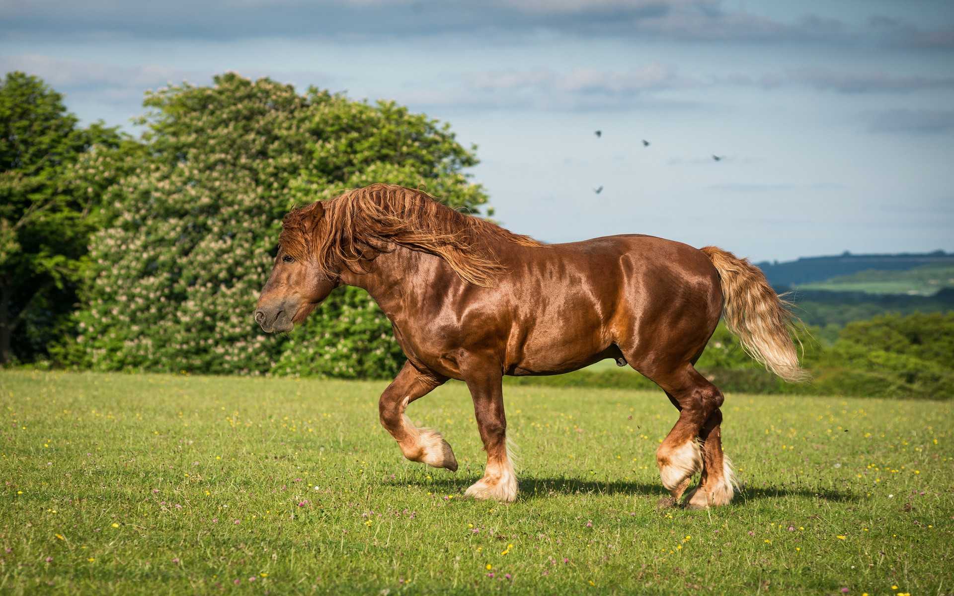 Конь с коне крупно. Суффолкский тяжеловоз. Ютландская порода лошадей. Суффолькская порода лошадей. Лошадь тяжеловоз.