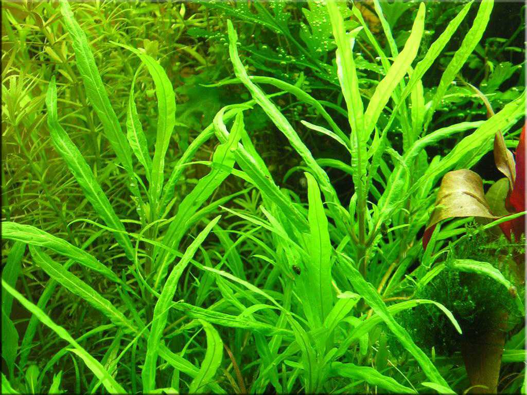 Самые неприхотливые аквариумные растения – топ-15 видов с минимальным уходом