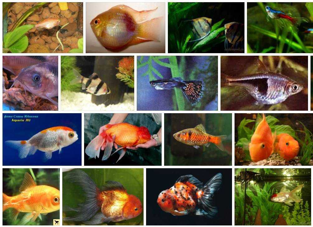 Сколько рыбок можно держать в аквариуме: 5, 10, 15, 20, 30, 40, 50, 60, 100, 150, 300, 1000 литров | sovetguru