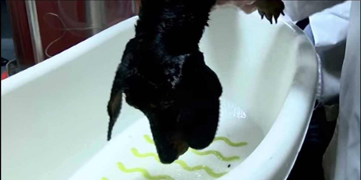 Рогозин топит собаку: показуха или жестокие эксперименты над животными
