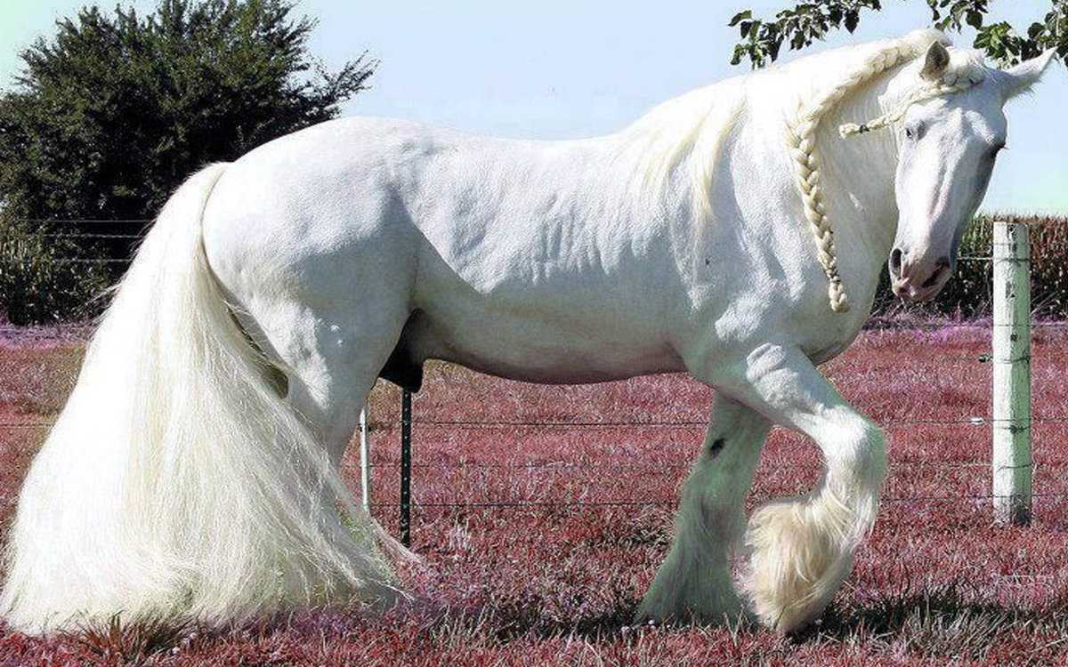 Самая большая лошадь в мире: порода, описание с фото, видео