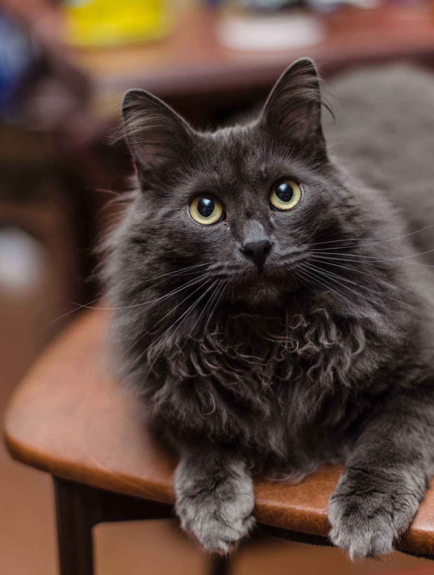 Нибелунг (кошки и коты): описание породы, характер, отзывы фото