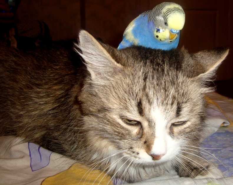 Кошка и попугай дома: можно ли их подружить?