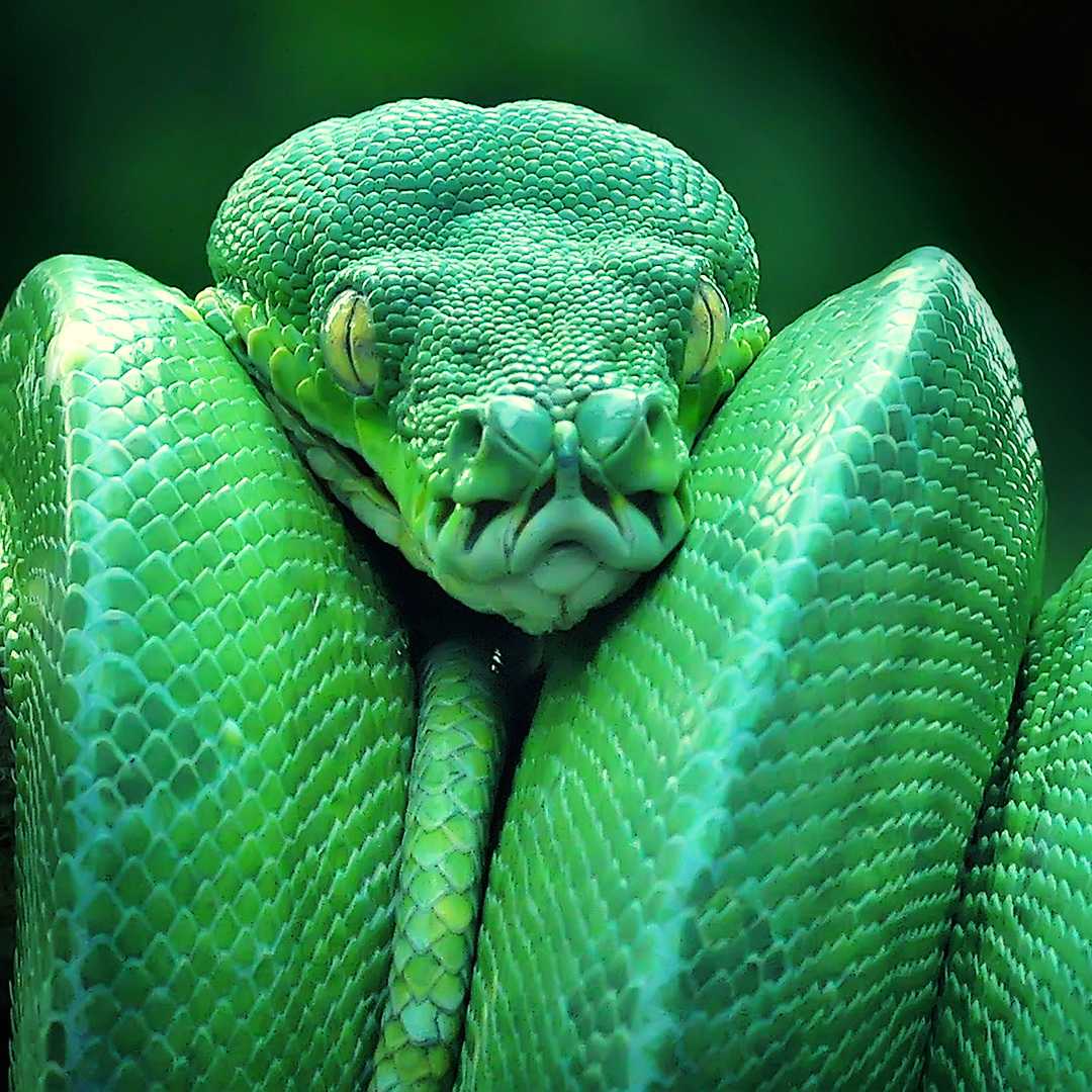Топ-10 самых опасных и ядовитых змей в мире » notagram.ru