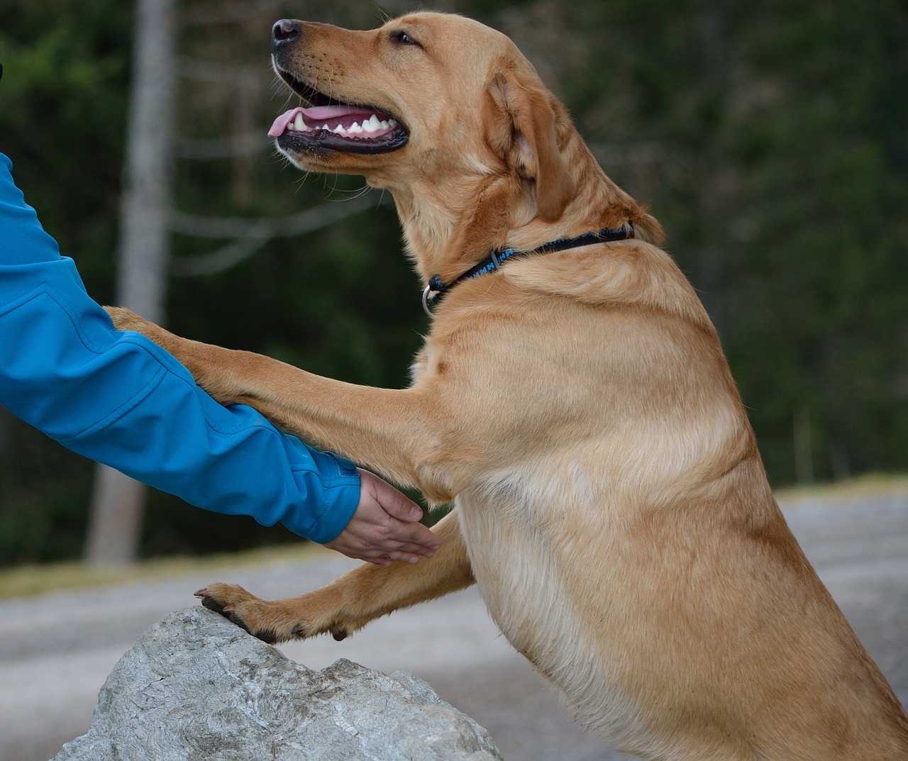 Жизнь собачья: можно ли сажать пса на цепь