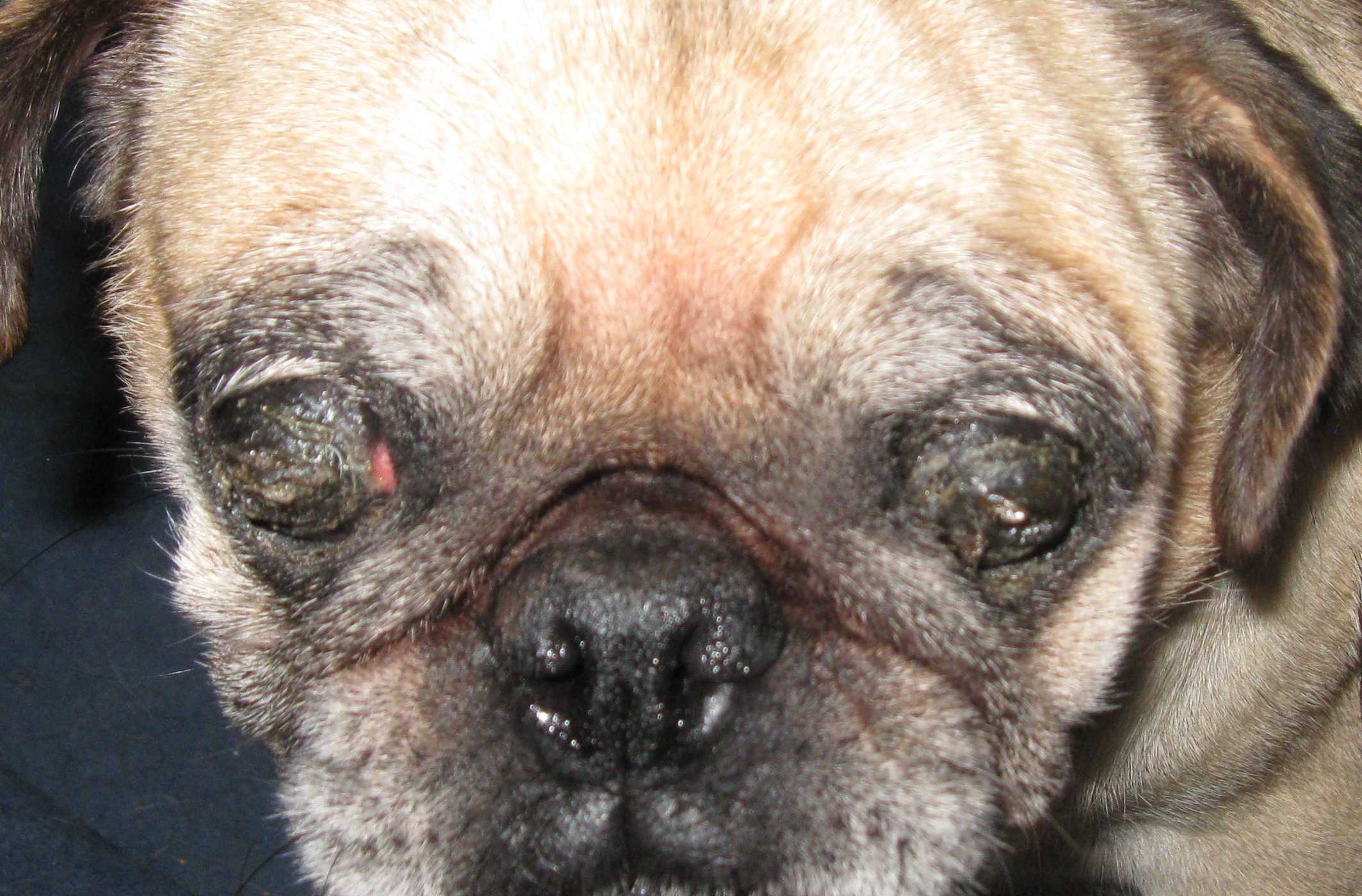 Собака щурит глаза: причины, что делать и чем лечить