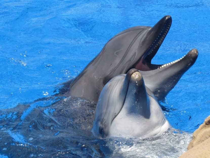 Как дельфины дышат под водой? — сайт эксперта по животным