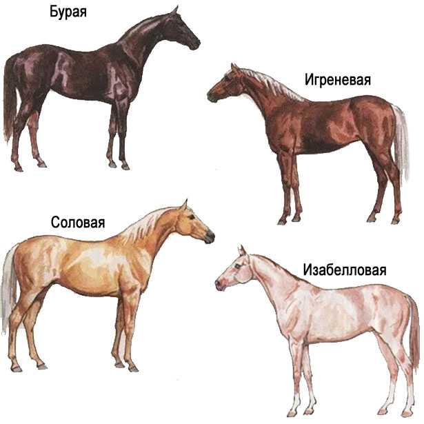 Рост лошадей: породы, средний в холке, подкормка, как измерить