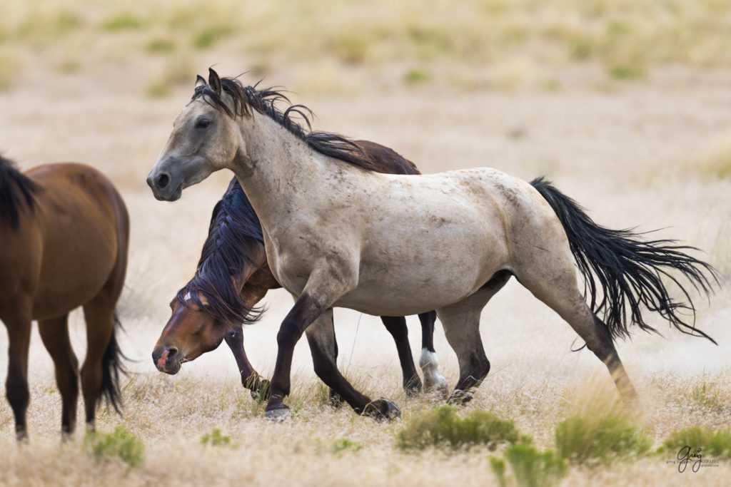 Кигер-мустанг — прекрасная и благородная порода лошадей