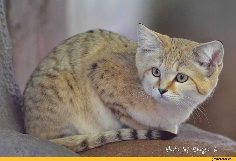 Барханный кот: фото, описание породы, обитание, питание, размножение