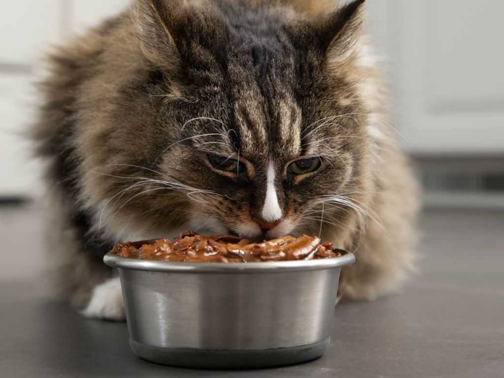 Почему кот, кошка или котенок постоянно много ест, но не наедается и просит добавки даже после еды?