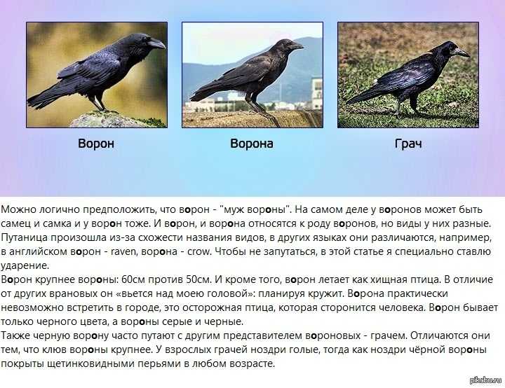 Ворон – описание птицы, фото, виды, сколько и где живут, пища