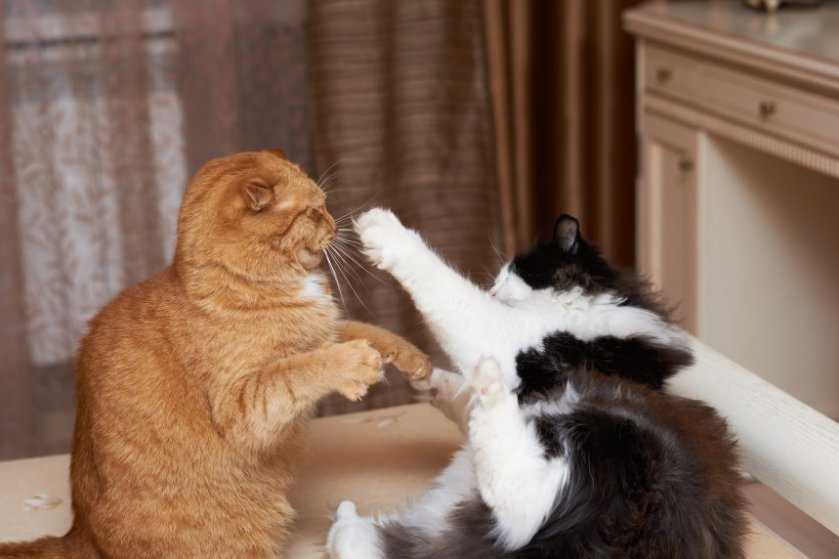 Причина драки котов между собой: варианты как отучить и разнять питомцев