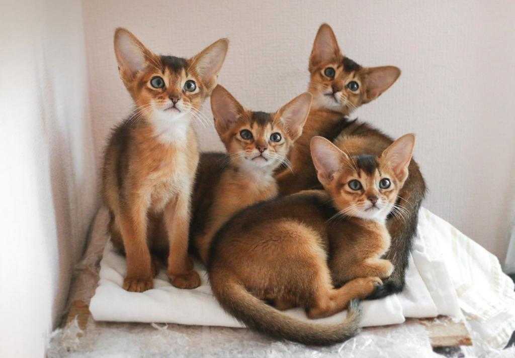 Абиссинские кошки - фото и описание (характер, уход и кормление)
