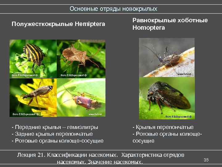 Саранча насекомое. описание, особенности, образ жизни и среда обитания саранчи | живность.ру