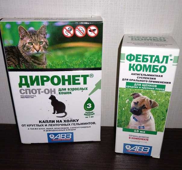 Как дать лекарство кошке, собаке и прочим животным