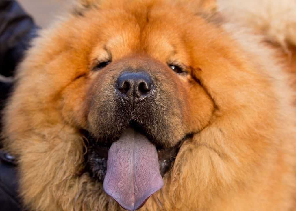 Чау-чау: фото и описание собаки с фиолетовым языком
