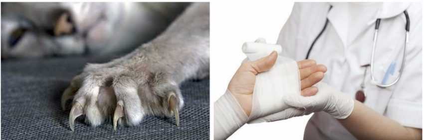 Укусила кошка и опухла рука: как помочь пострадавшему