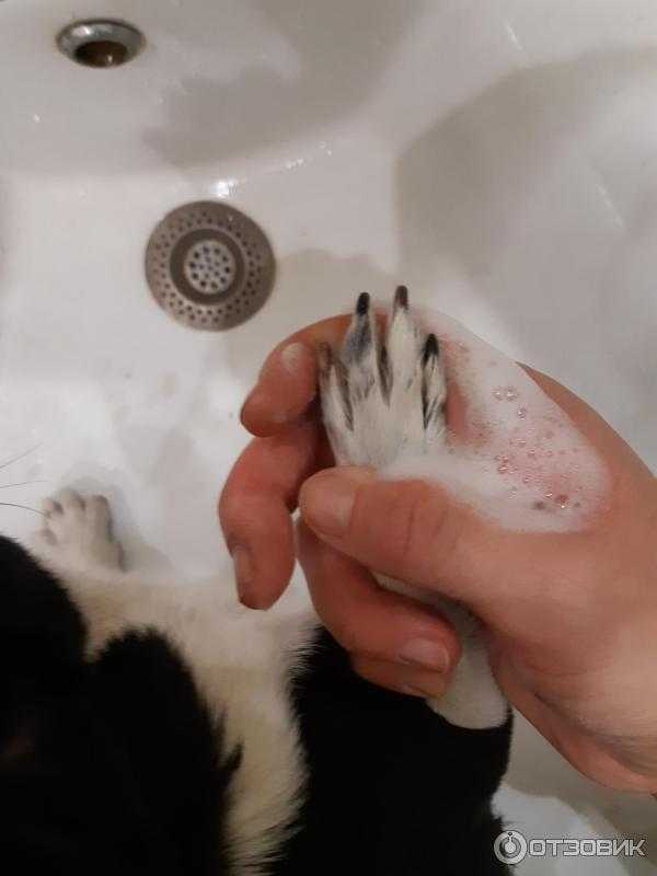 Как правильно мыть лапы собаке после прогулки | все о собаках