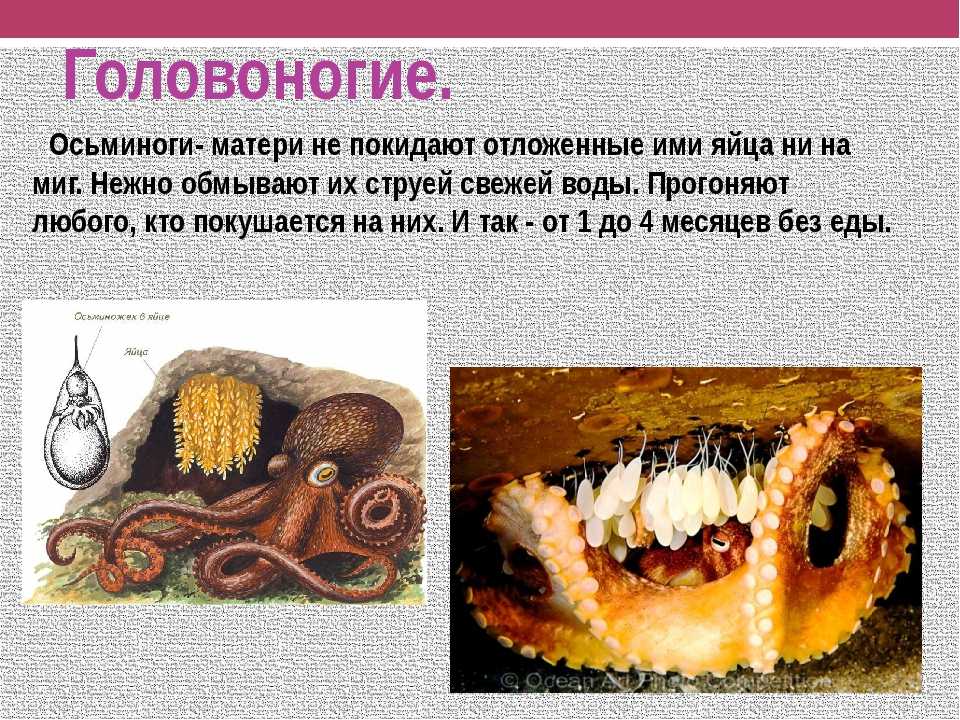 Паразитические круглые черви