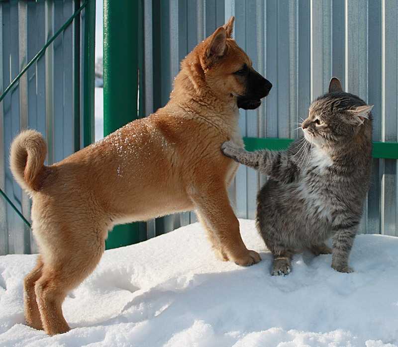 Тайная жизнь домашних животных: 5 интересных фактов о кошках и собаках // нтв.ru