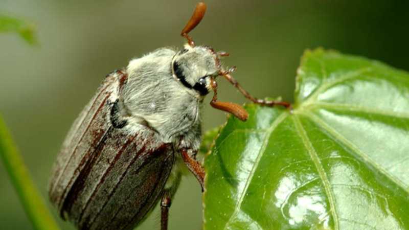 Виды майских жуков: образ жизни, особенности строения | givotinki.ru