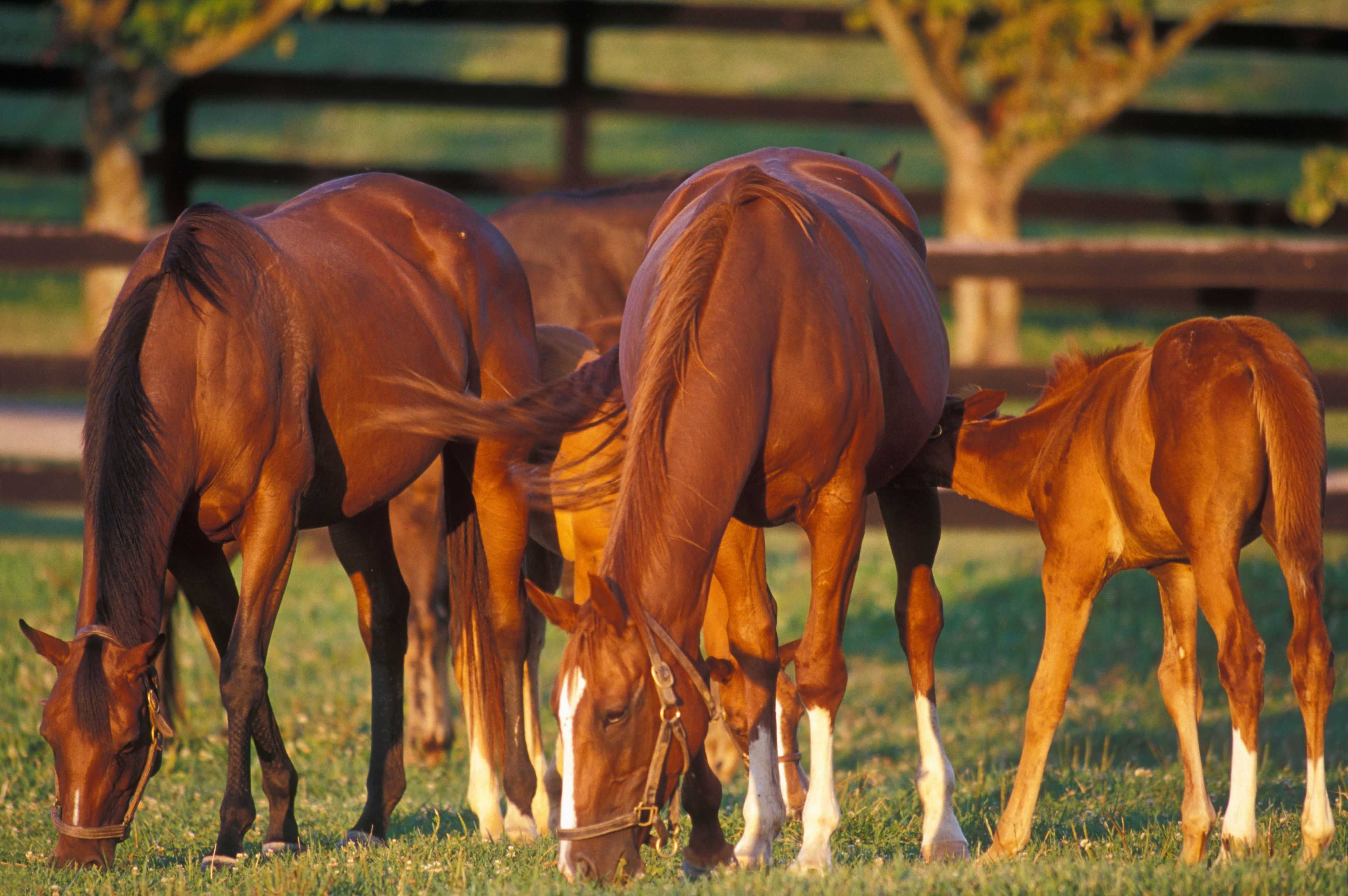 Случка лошадей: виды, подготовка, сроки. разведение и размножение лошадей
