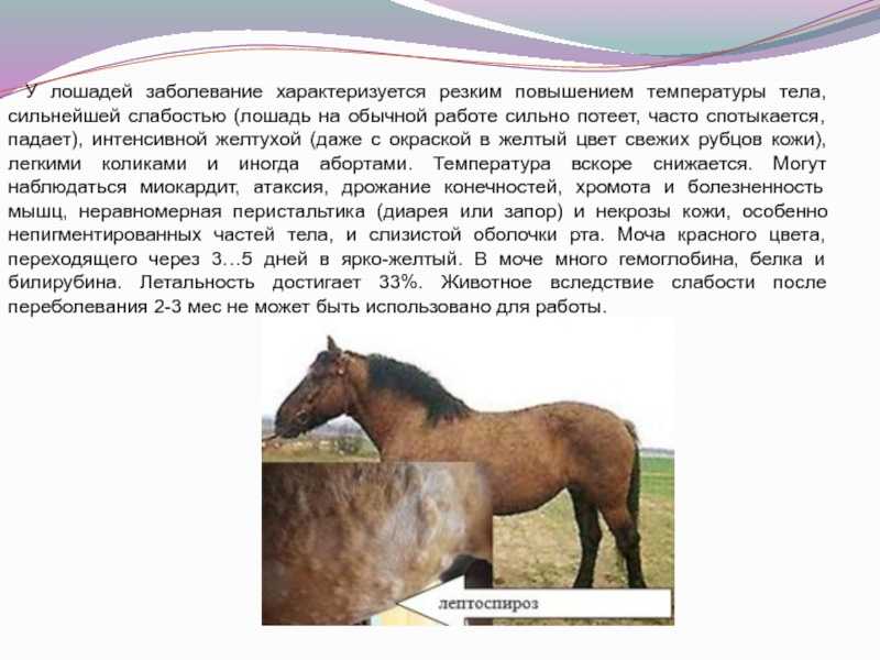 Болезни лошадей, профилактика и лечение