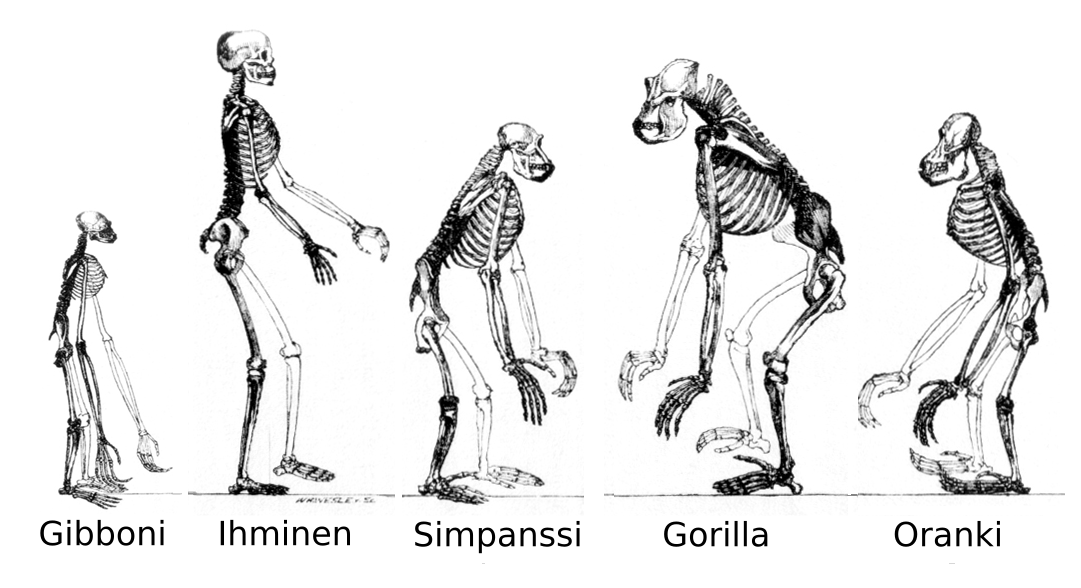 Мозг гориллы и человека. Строение скелета гиббона. Строение гориллы скелет. Эволюция человекообразных обезьян.