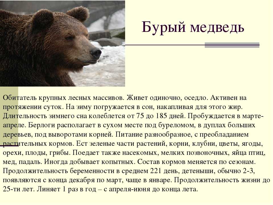 Сочинение о медведе 5 класс. Описание бурого медведя кратко. Краткая характеристика бурого медведя. Описание бурого медведя 4 класс. Бурый медведь краткое описание.