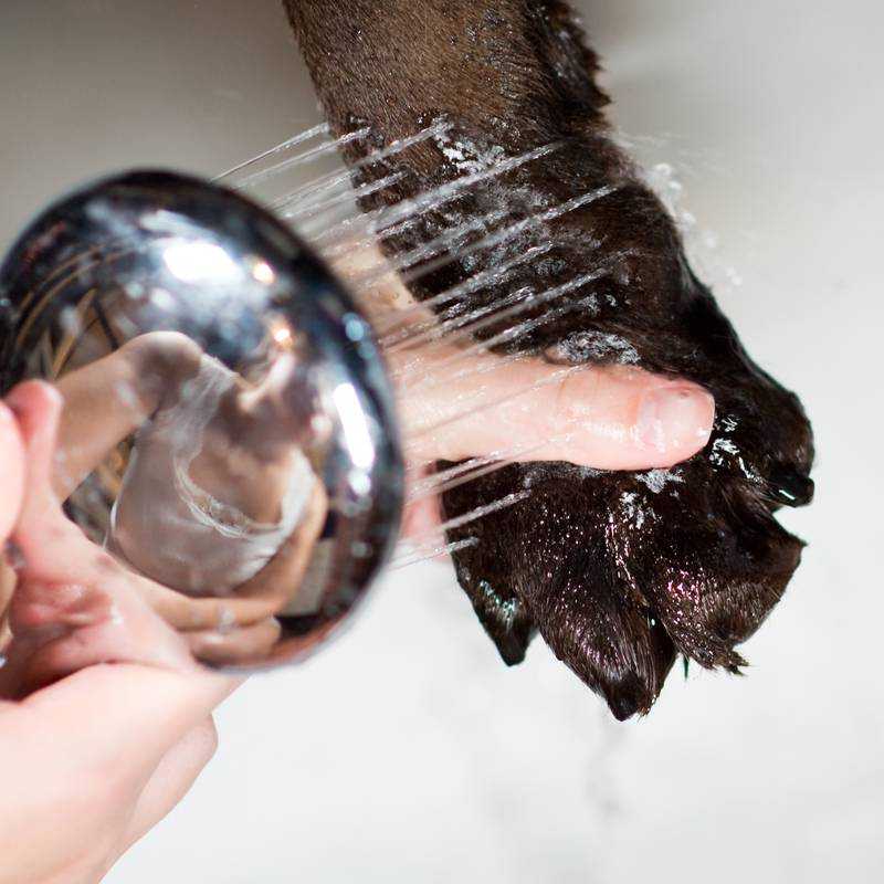 Лапомойка для собак: отзывы и правила использования кружки для мытья лап | beauty-line14a.ru