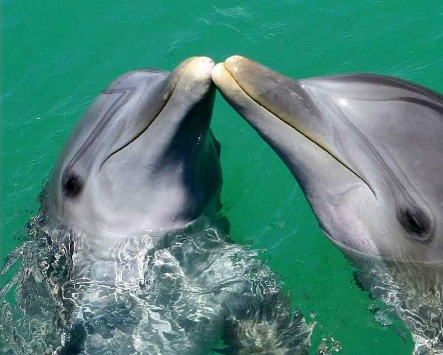 Дельфины – не рыбы и другие интересные факты об этих китообразных  | яблык