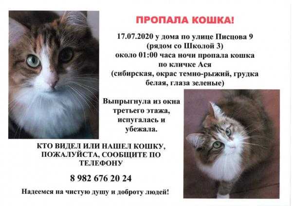 Кошка убежала из дома, как найти, что делать