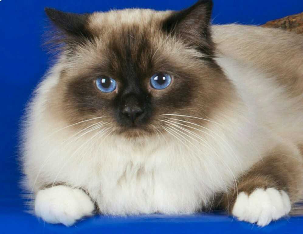Порода кошки бирманская кошка: характеристики, фото, характер, правила ухода и содержания - petstory