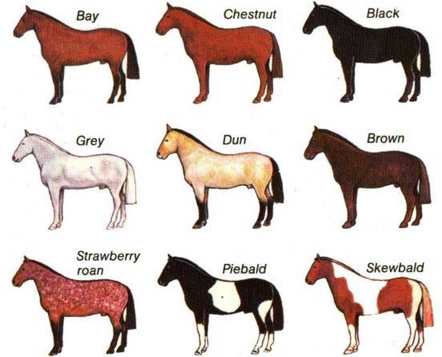 Самые популярные и экзотические варианты кличек для лошадей