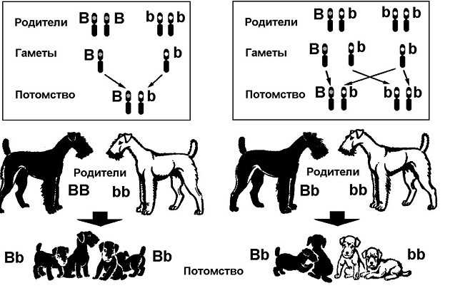 Линия характеризуется: наличием определенной большой группы животных; качественным своеобразием сходства типа входящих в нее собак