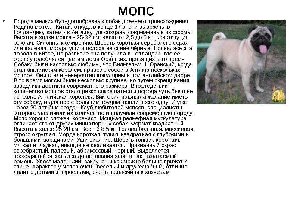 Мопс: фото, описание породы, окрасы, характер собаки, беременность у мопсов и уход за породой
