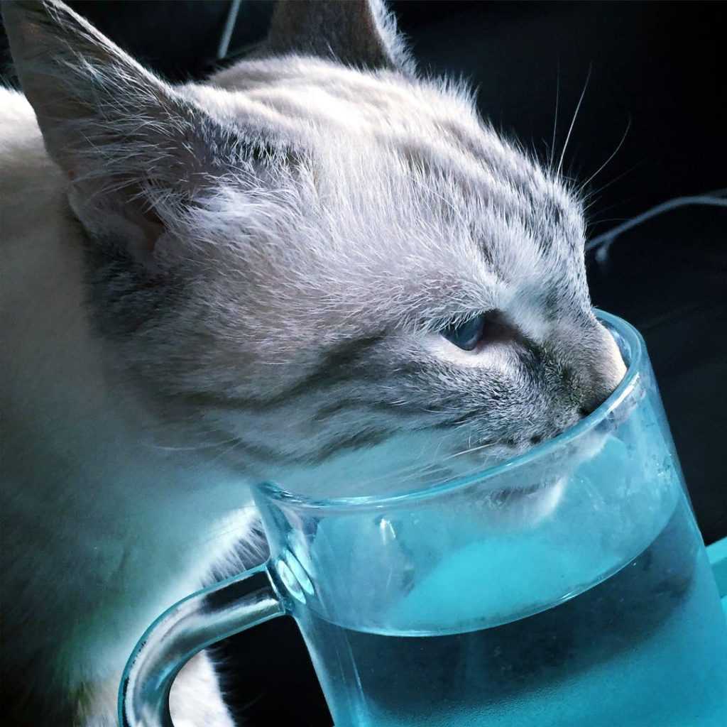 Котенок не пьет воду: что делать, причины, как приучить котенка пить воду из миски