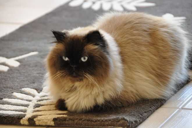 Гималайская кошка (персидский колор-пойнт), происхождение, гигиена и уход, питание, описание породы