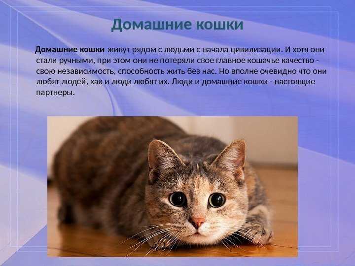 Фото описание кошки