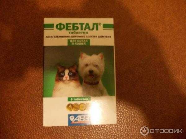 Как правильно давать таблетки кошке