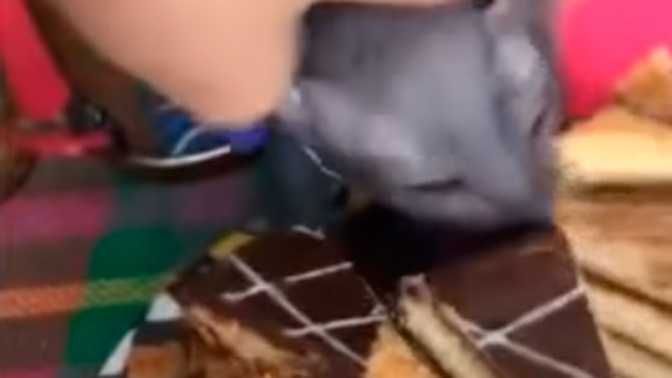 Кот толя попытался украсть кусок торта и стал звездой сети