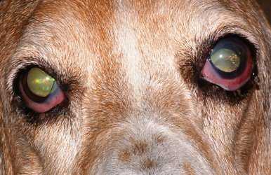 Собака щурит глаза: причины, что делать, первая помощь и профилактика
